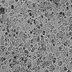 Rat Hepatocytes (2)